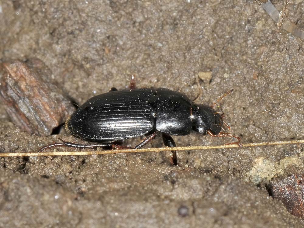 Harpalus tardus